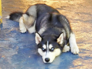 dark grey husky