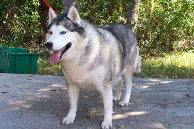 fattest husky