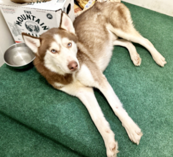 Dog for adoption - Handsome Hiro, a Klee Kai & Alaskan Malamute Mix in Long  Beach, CA