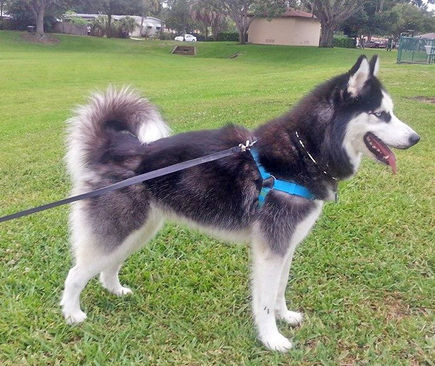 Siberian Husky Dog House Plans