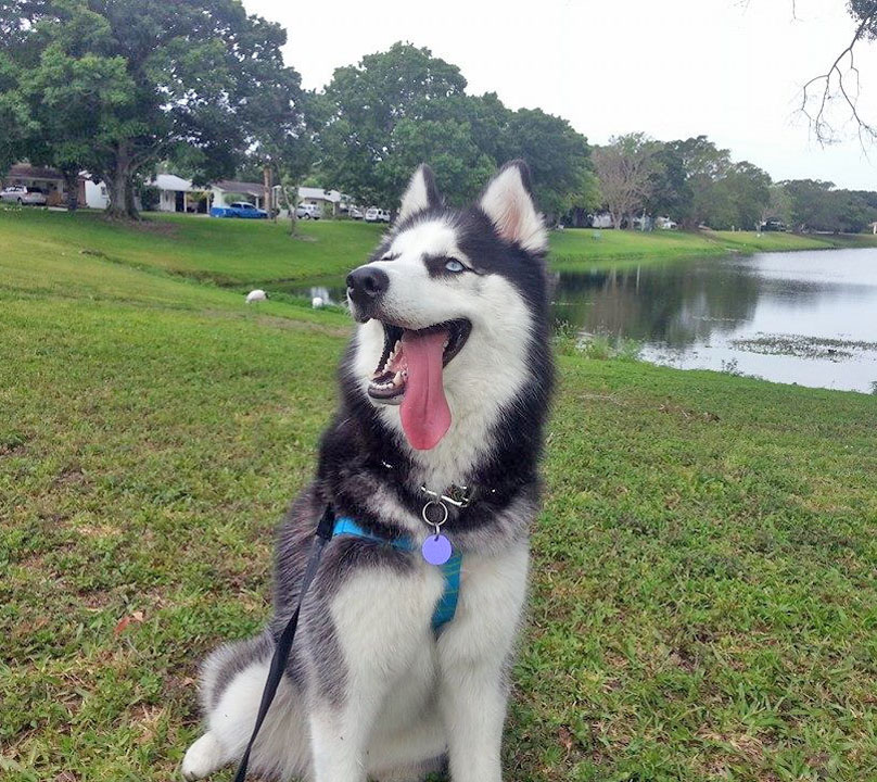 siberian husky house dog