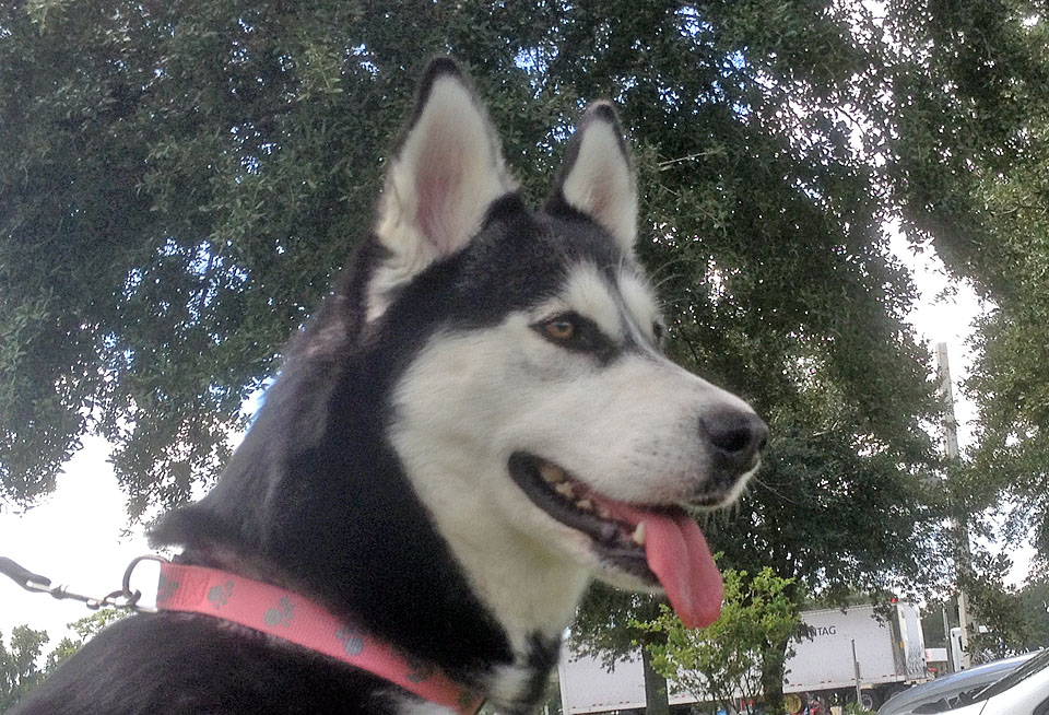 husky puppy rescue siberian husky puppy rescue az wroc awski informator internetowy wroc aw wroclaw husky puppy rescue siberian husky puppy rescue az wroc awski informator internetowy wroc aw wroclaw