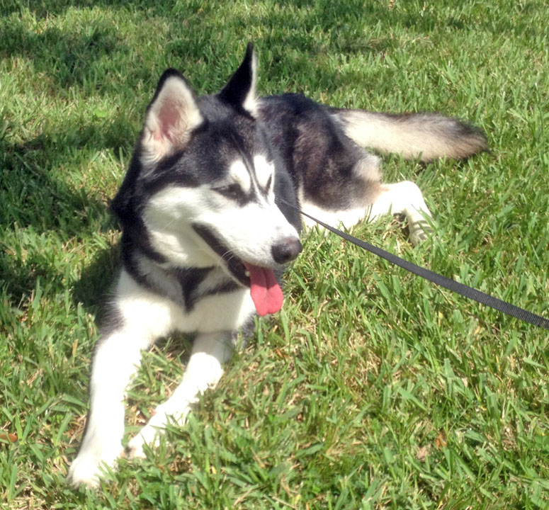 siberian husky house dog