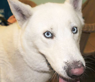 Volusia County Humane Society Daytona Beach Fl Volusia County Humane Society Daytona Beach Fl